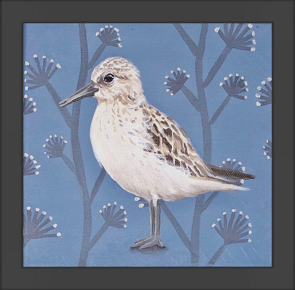 Thumbnail: SANDPIPER