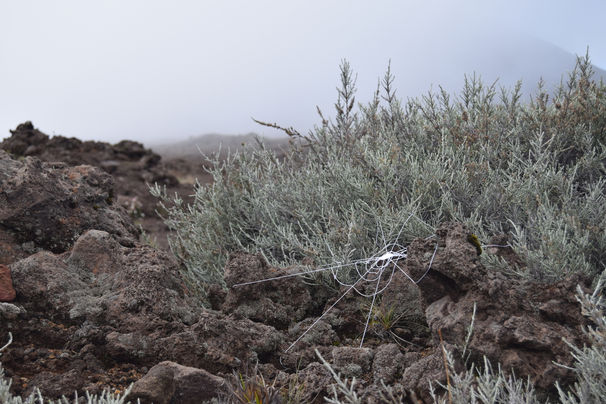 heloise-thiburce-rentelle-2024-plaine-des-sables