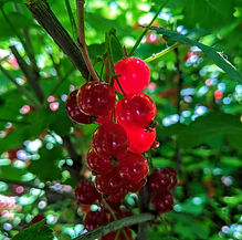 IMG_20200613_113321.jpg