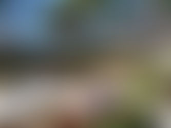 Detail Garden Maintenance - Weeding, Trimming, Mulching, Adding Color, Fertilizing, Hauling Debris