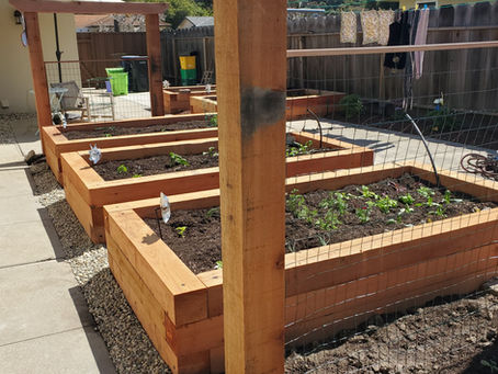 Vegetable and herb gardening in raised beds.