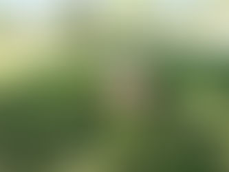 My dog is a bit of an asshole - and that's okay.