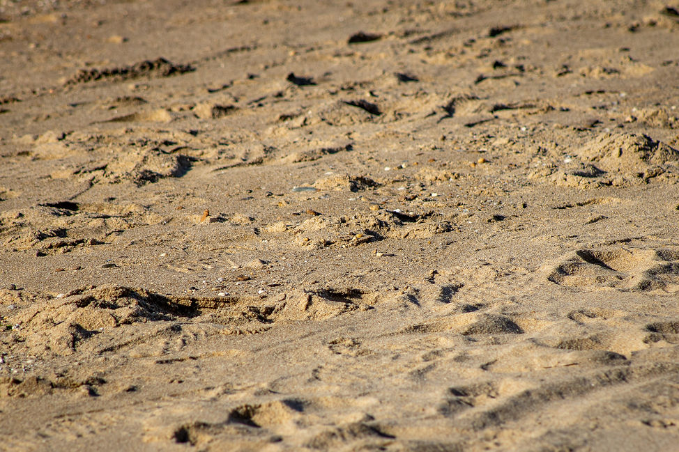 IMG_6565.jpg