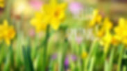hello spring.jpeg