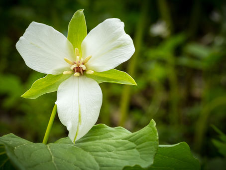 Wildflower blooms in Lancaster County