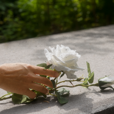 Uma pessoa segurando uma rosa branca 