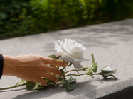 Uma pessoa segurando uma rosa branca