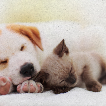 um gato e um cachorro dormindo