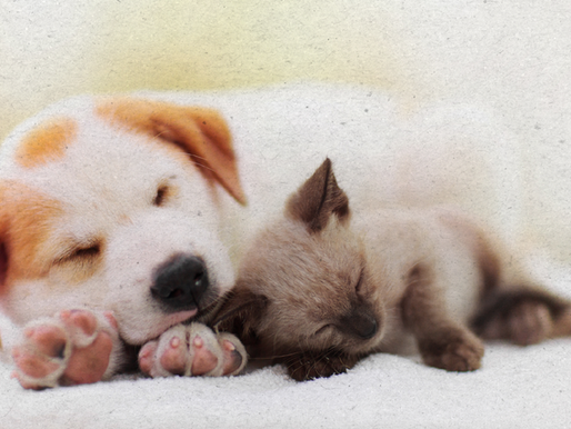 um gato e um cachorro dormindo