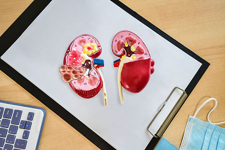 top-view-of-kidney-anatomy-for-education-organ-d-2025-02-02-22-33-22-utc.jpg