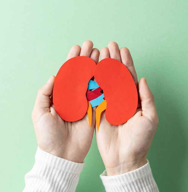 vertical-composition-of-hands-holding-kidneys-on-g-2025-04-05-08-04-50-utc_edited.jpg