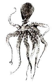 Pulpo Kibdo