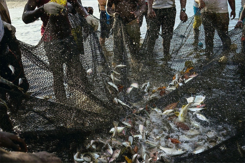 Especies y Fichas Técnicas