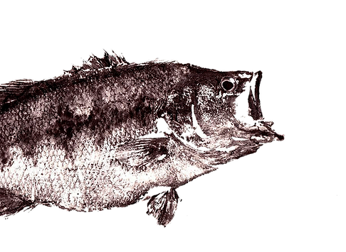 Pez Corvina