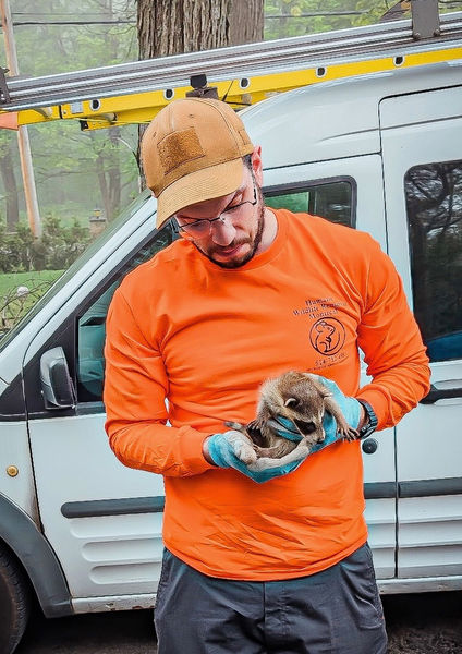 Baby Raccoon Removal