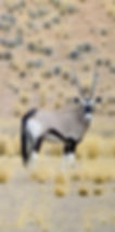 Gemsbuck-Oryx
