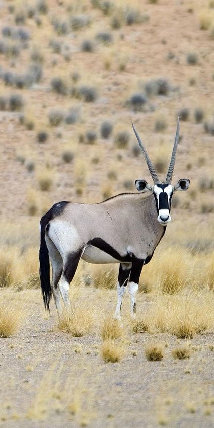 Gemsbok-Oryx $850