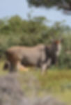 Eland-Cape