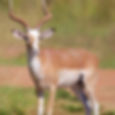 White Impala