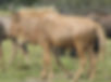 Golden Wildebeest