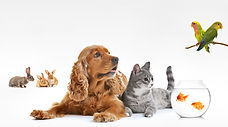 Animal Master Reiki Classes