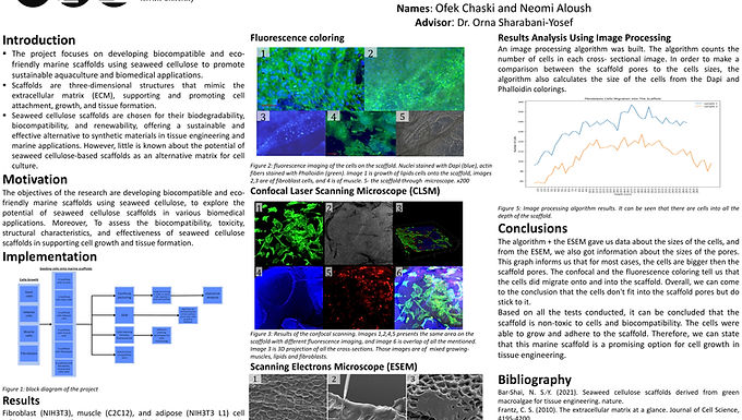 Seaweed Cellulose Scaffolds Derived From Green Macroalgae: a Novel Scaffold for Mammalian Cell Culture With 3D Cell Infiltration and Proliferation
