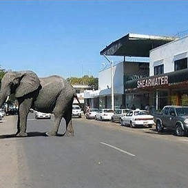 Elephant-in-town-boom-town-shopping Victoria Falls Zimbabwe