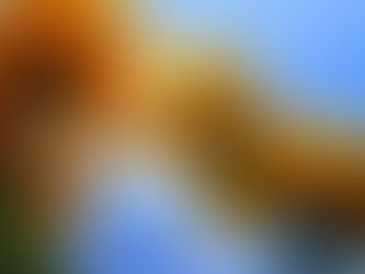 Maryann Pello Williams