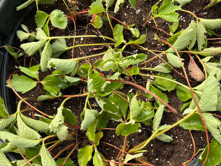 Strawberries, Baby Birds, and the Messy Beauty of Farm Life