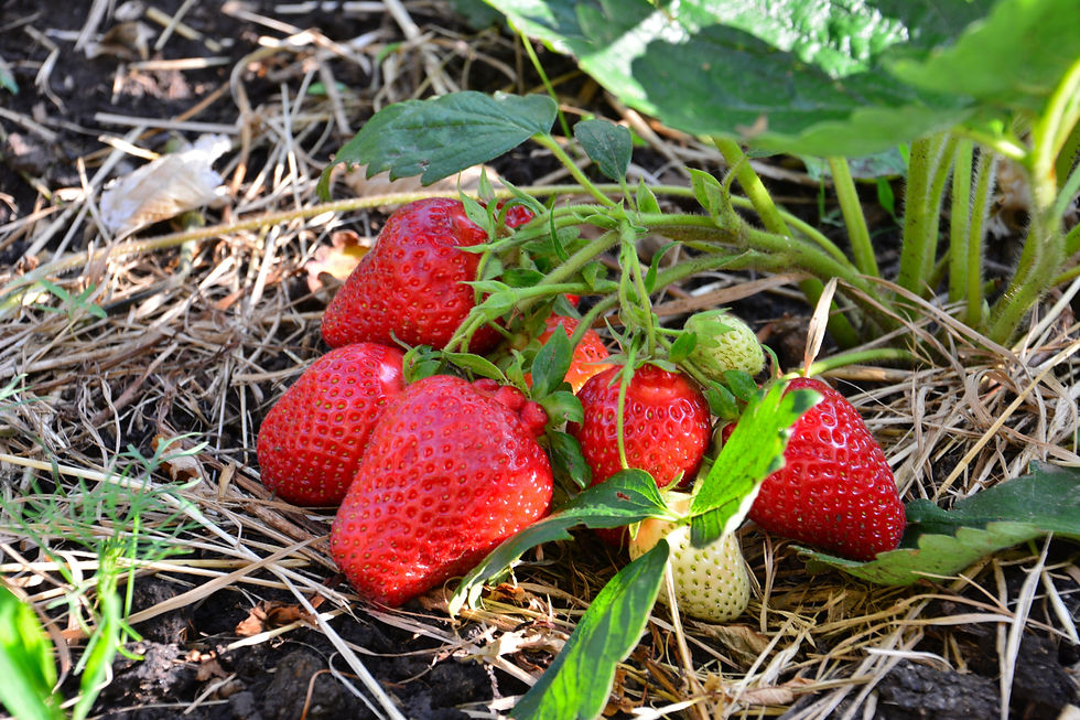 How to Plant & Care for Strawberries