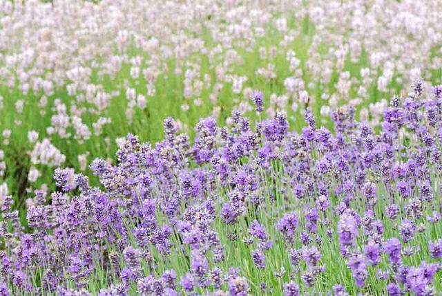 lavender spokane 1.jpeg