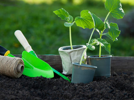 What You Should and Shouldn’t Be Doing in Your Garden Right Now During Spring