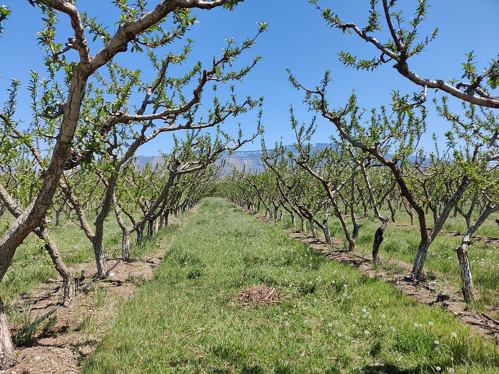 Palisade Peach Orchard in Springtime