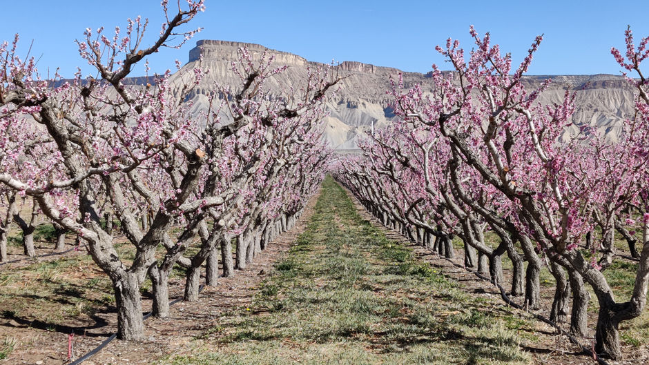 Winery & Brewery Tours Grand Valley Grapes and Grains Adventures