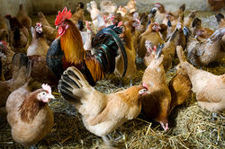 lassilan kanat_0081.jpg