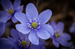 Frühling3__07