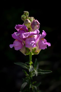 Makro_02