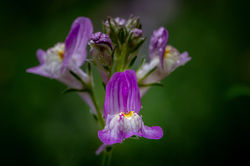 Gartenblumen10