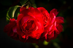 Rosen_09