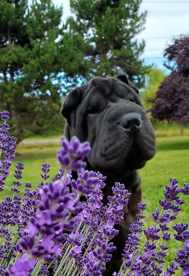 Lola Lavender.jfif