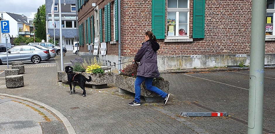 ganz fokussiert auf die Arbeit und ein Hundeführer der seinem Hund vertraut