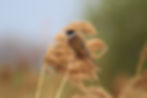 Reed Bunting