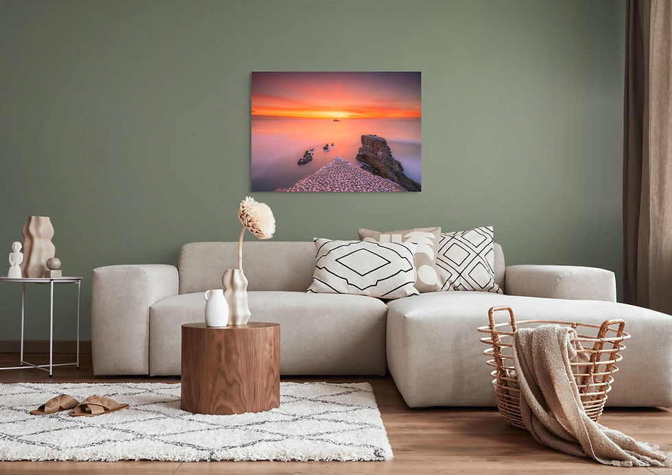 Thumbnail: Muriwai Gannet Colony Sunset