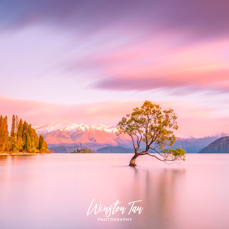 That Wanaka Tree sunrsie