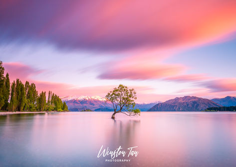 That Wanaka Tree sunrise