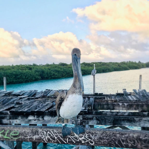 Cenotes Principal.png