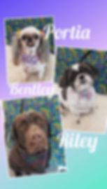 Bentley, Portia, and Riley
