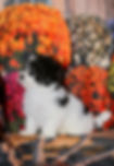 Male Hava-chon AVAILABLE