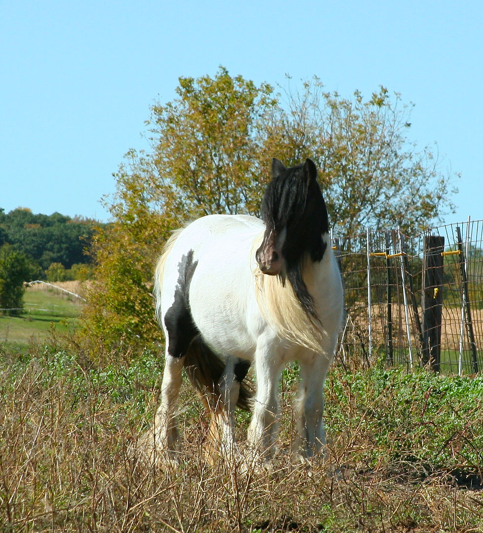 Rock Ranch Loonagh 2006 mare