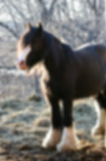 RR May Day mare